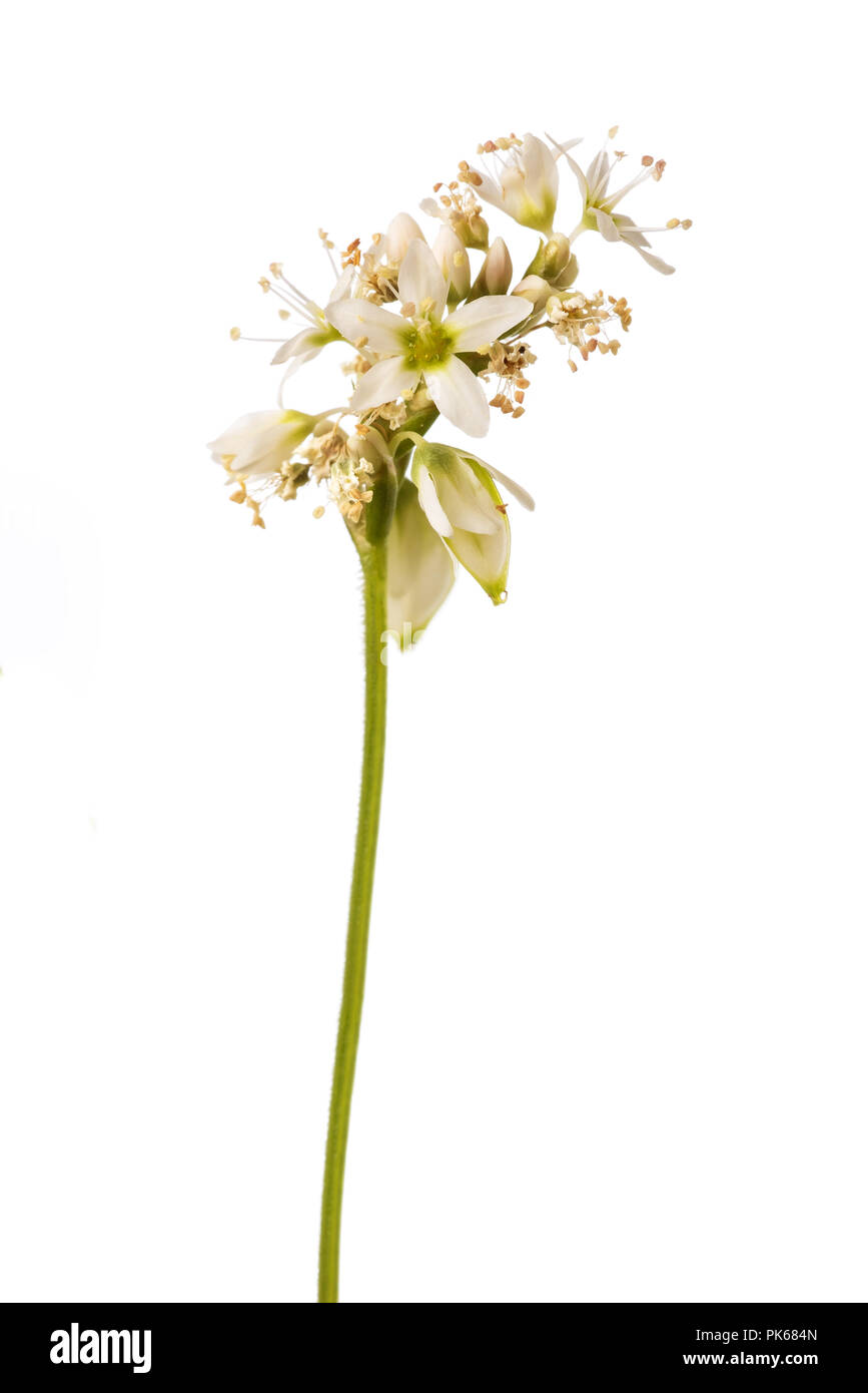 Il grano saraceno fiori isolati su sfondo bianco Foto Stock