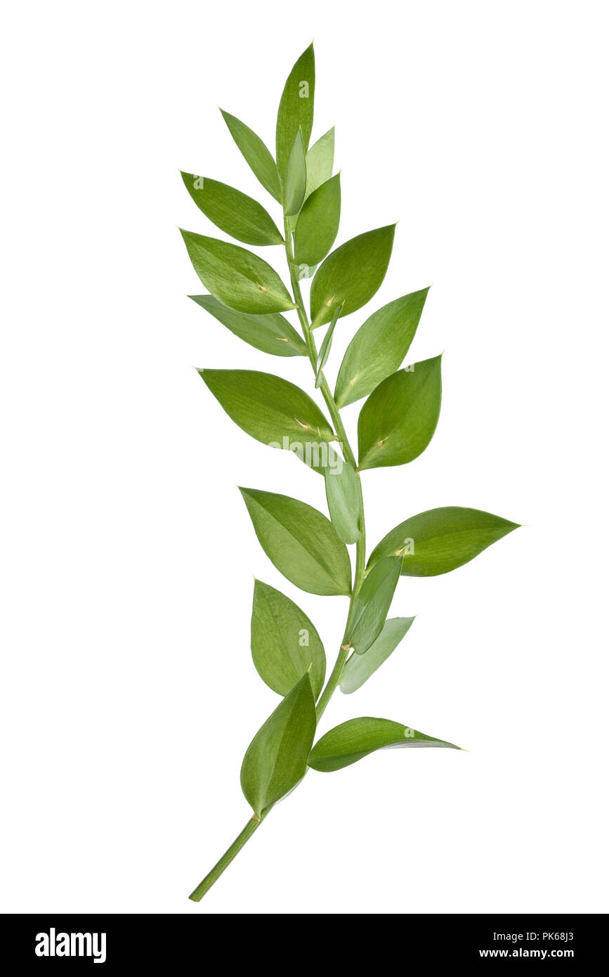 Macelleria-ginestra ramo isolato su sfondo bianco Foto Stock