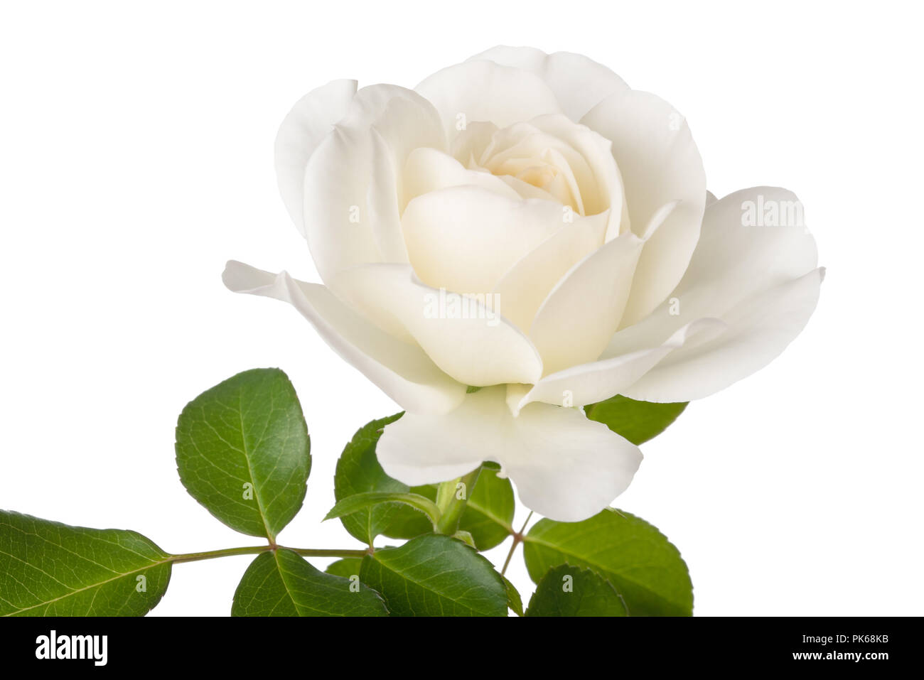 White Rose fiore isolato su sfondo bianco Foto Stock