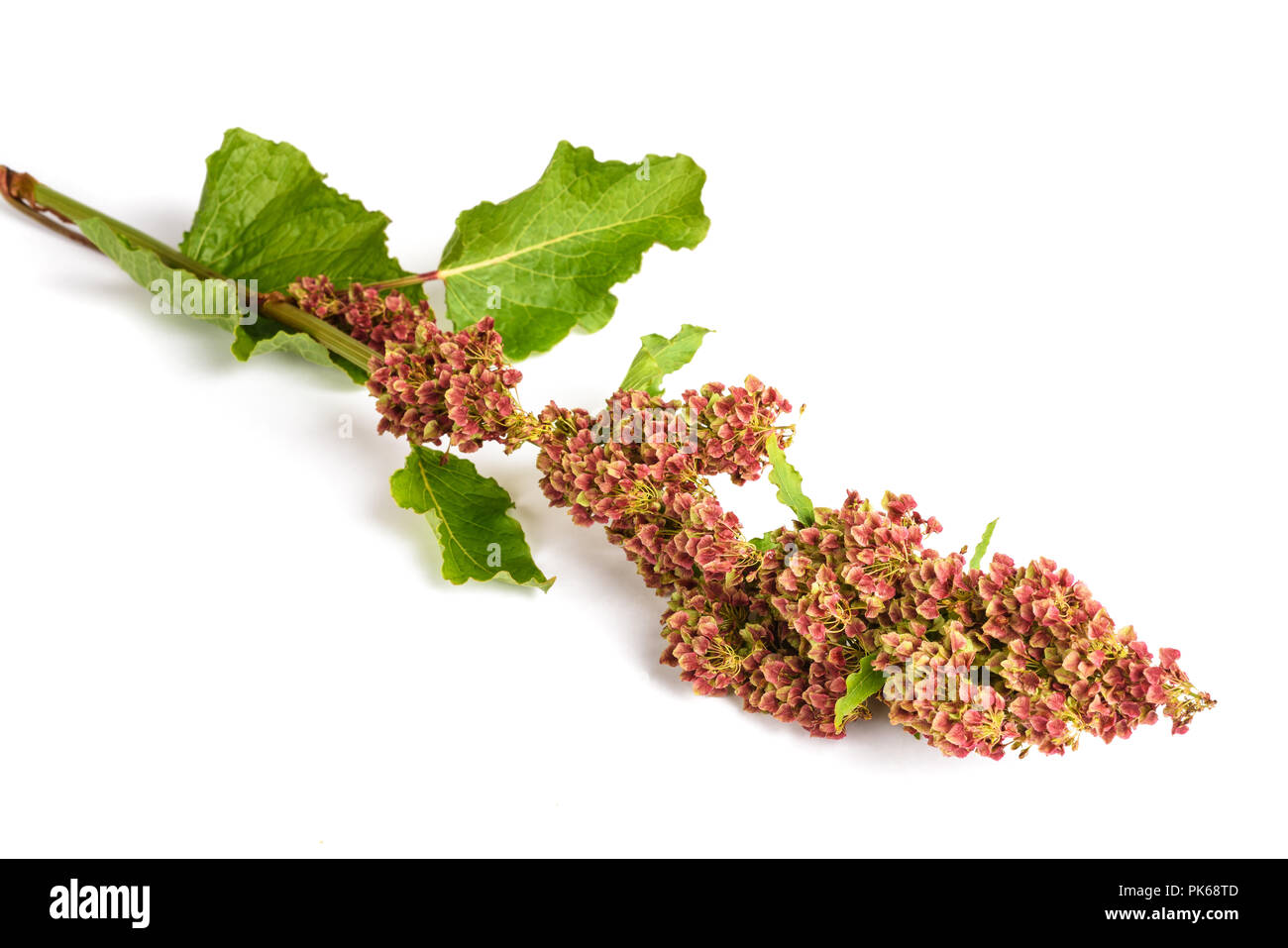 Rumex (rumex alpinus) isolato su sfondo bianco Foto Stock