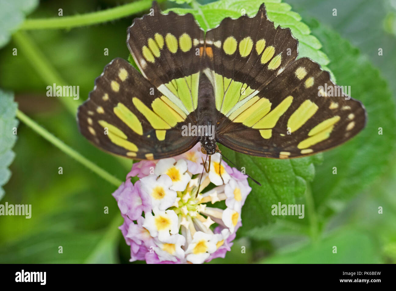 Malachite Butterfly (Siproeta stelenes) Foto Stock