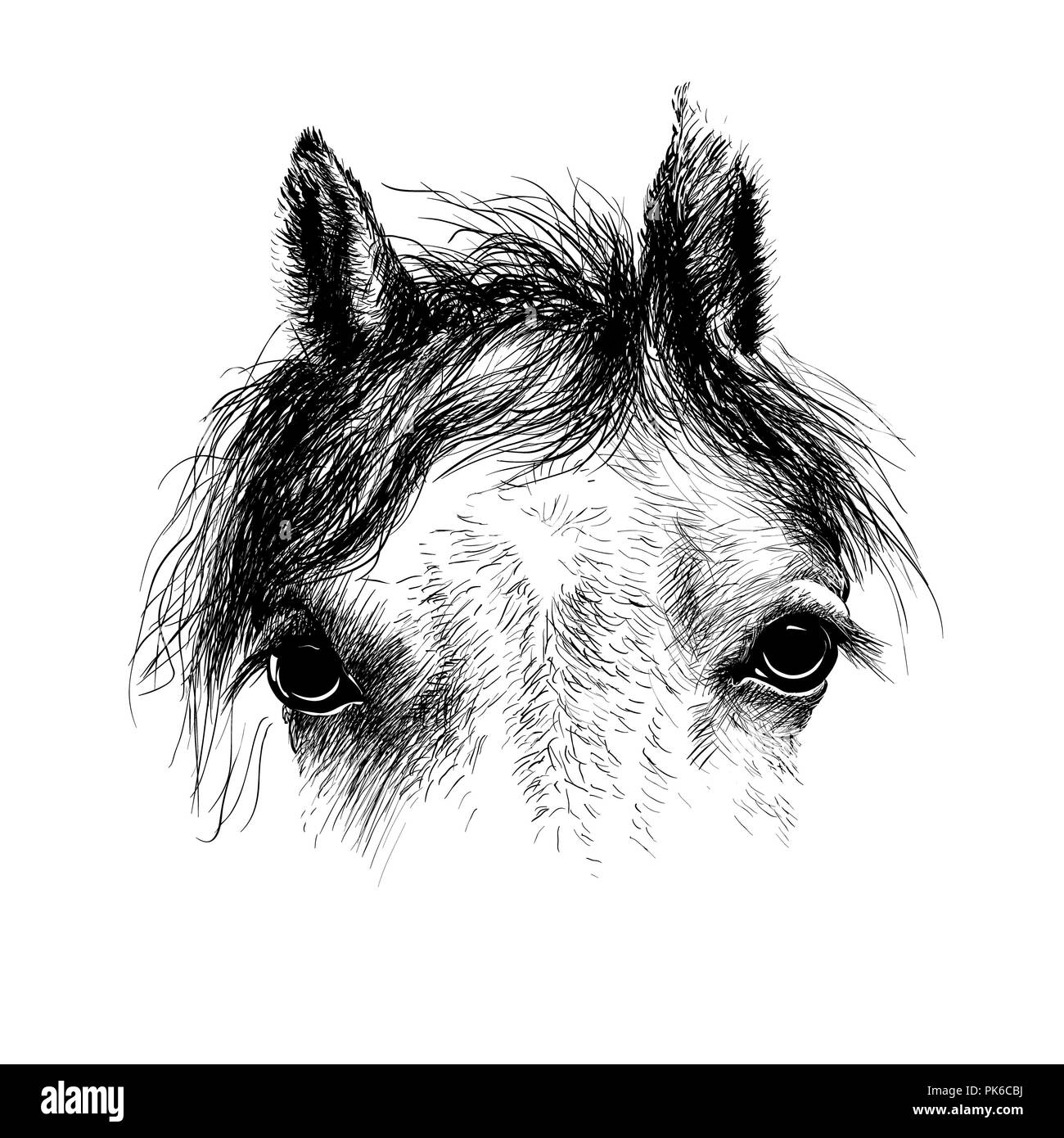 Testa di cavallo ritratto illustrazione, disegno, incisione, inchiostro, line art Foto Stock