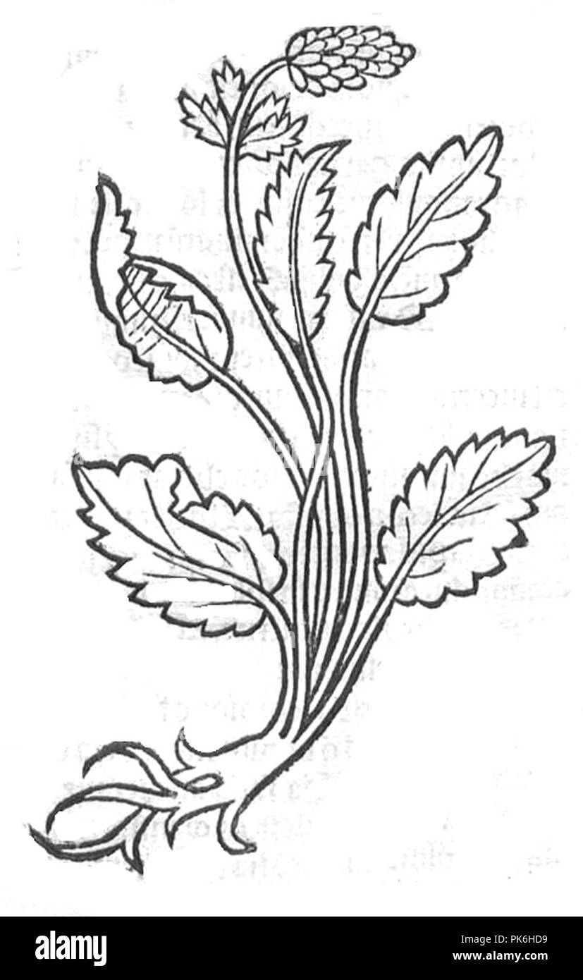 Betonica Hortus Sanitatis. Foto Stock