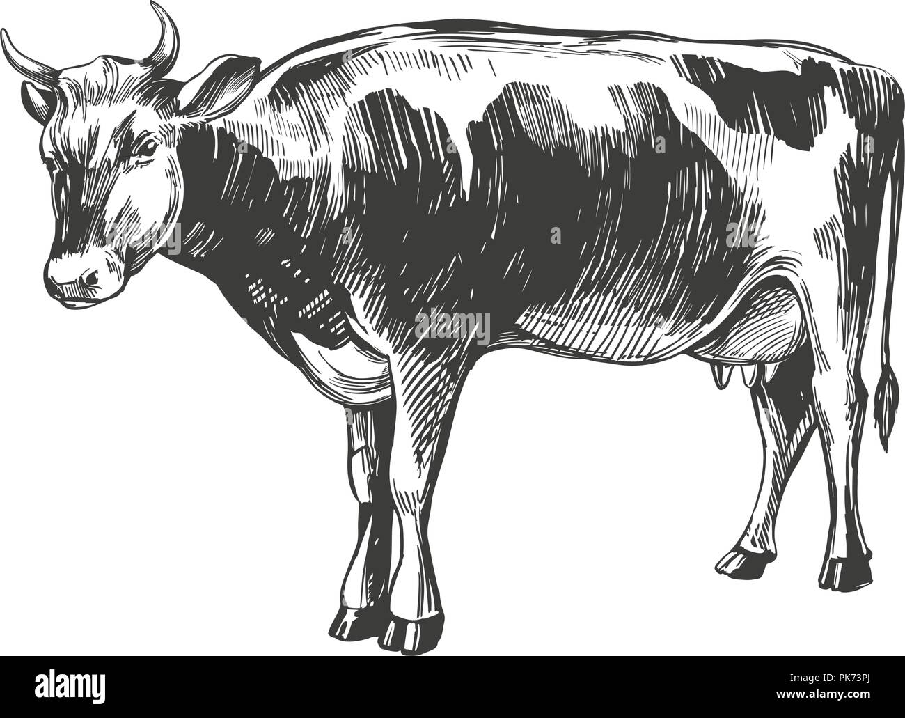 Mucca - animale domestico, farm disegnati a mano illustrazione vettoriale schizzo Illustrazione Vettoriale