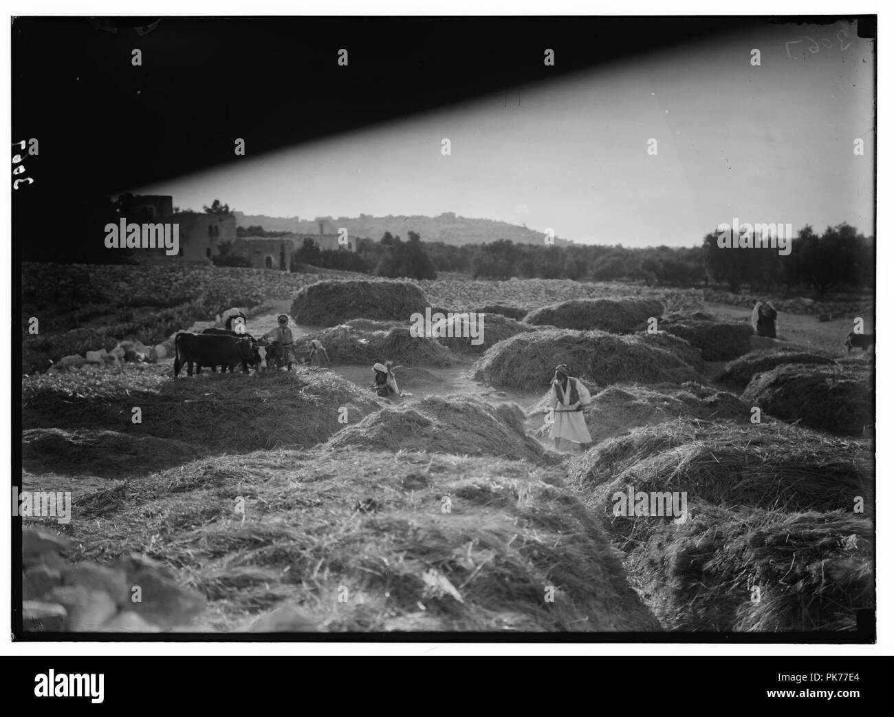 Betlemme e dintorni. La sbramatura vicino a Betlemme. Raffiguranti la storia di Ruth e Boaz Foto Stock