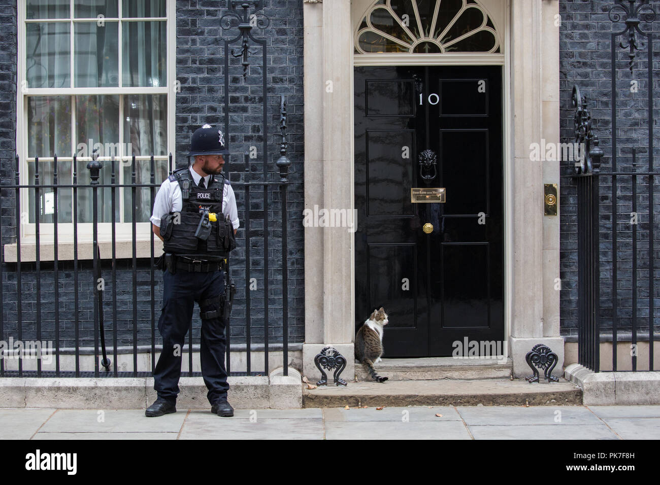 Londra, Regno Unito. 11 Settembre, 2018. Larry, Chief Mouser al 10 di Downing Street, si trova al di fuori della porta durante una riunione del gabinetto. Credito: Mark Kerrison/Alamy Live News Foto Stock