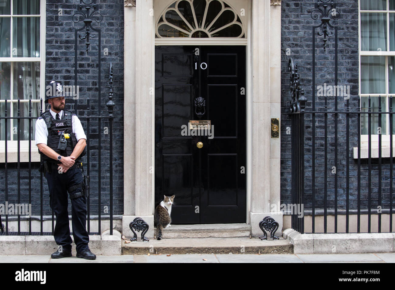 Londra, Regno Unito. 11 Settembre, 2018. Larry, Chief Mouser al 10 di Downing Street, si trova al di fuori della porta durante una riunione del gabinetto. Credito: Mark Kerrison/Alamy Live News Foto Stock