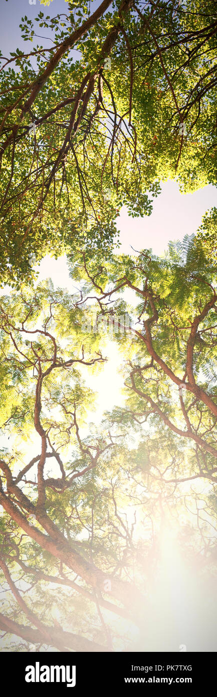 La luce diretta del sole passando attraverso gli alberi Foto Stock