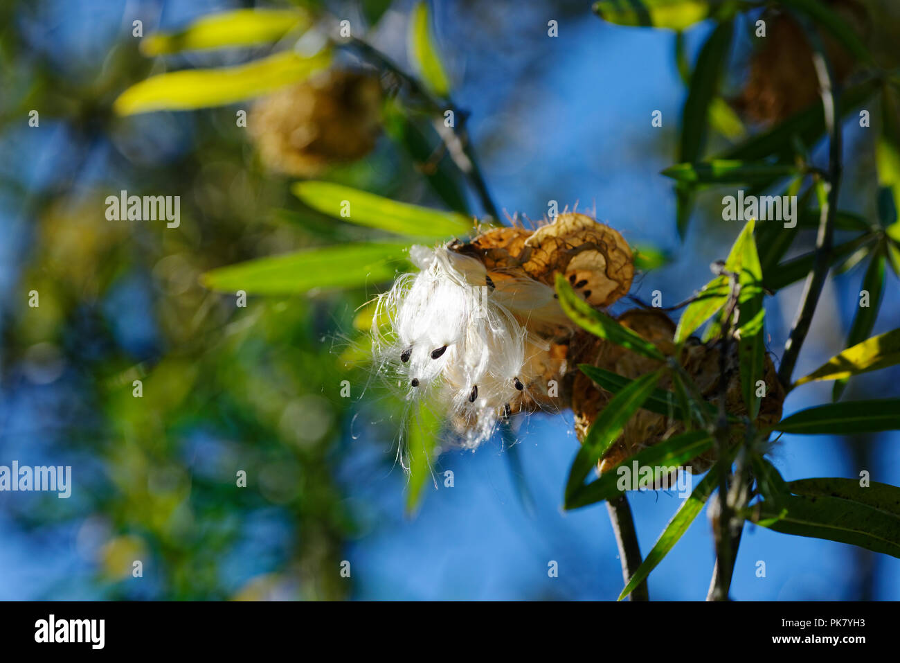 Il vento la dispersione dei semi della pianta del cigno, il cibo preferito del monarca catterpillar Foto Stock