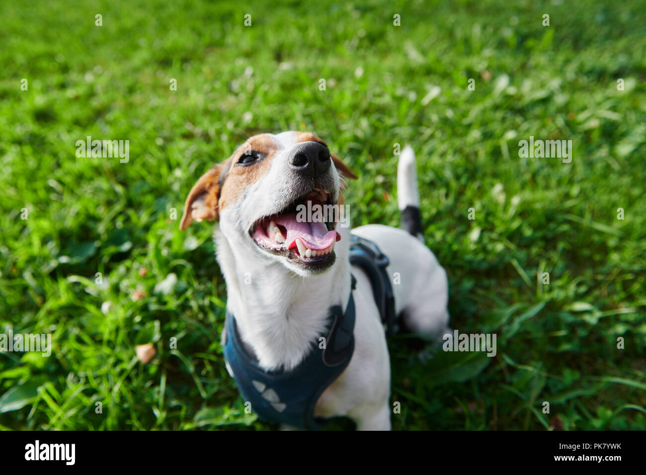Funny dog sitter in posizione di parcheggio Foto Stock