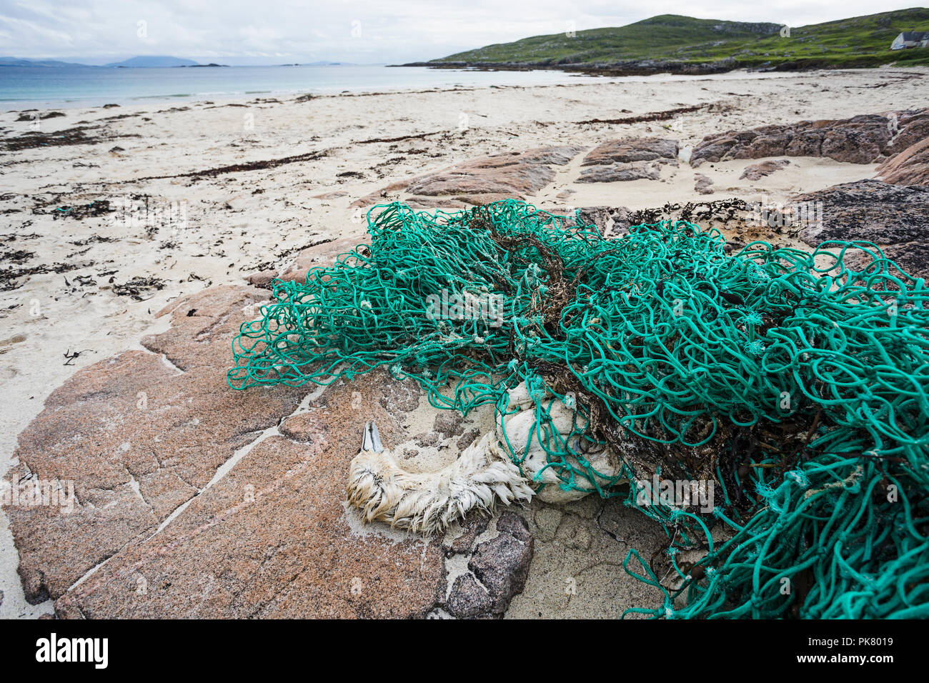 Gannett (Morus bassanus), morto dopo essere stato aggrovigliato in rete da pesca, Hushinish, Isle of Harris, Scozia Foto Stock