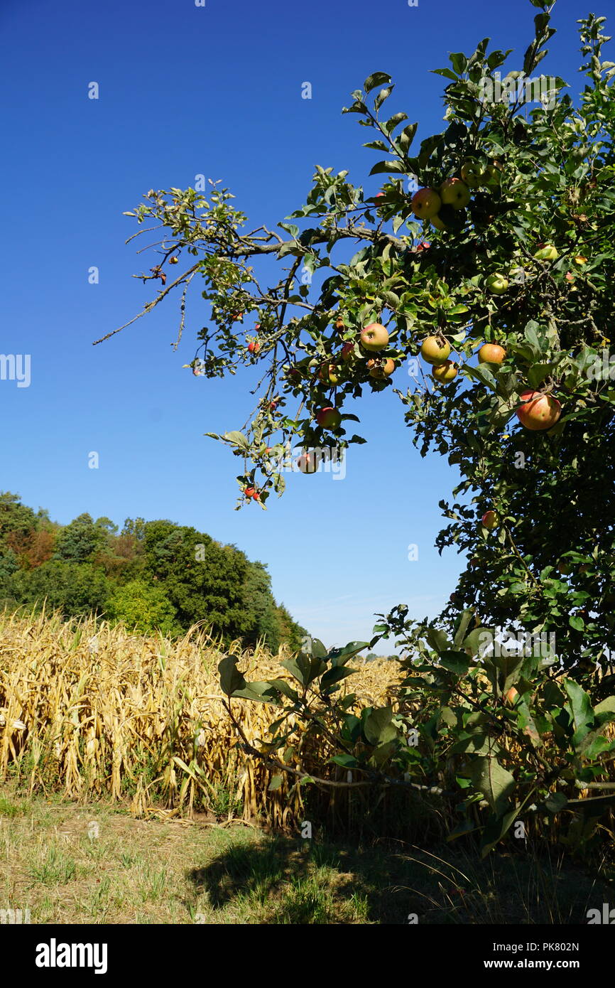 Apple e i campi in natura - Cereali Foto Stock