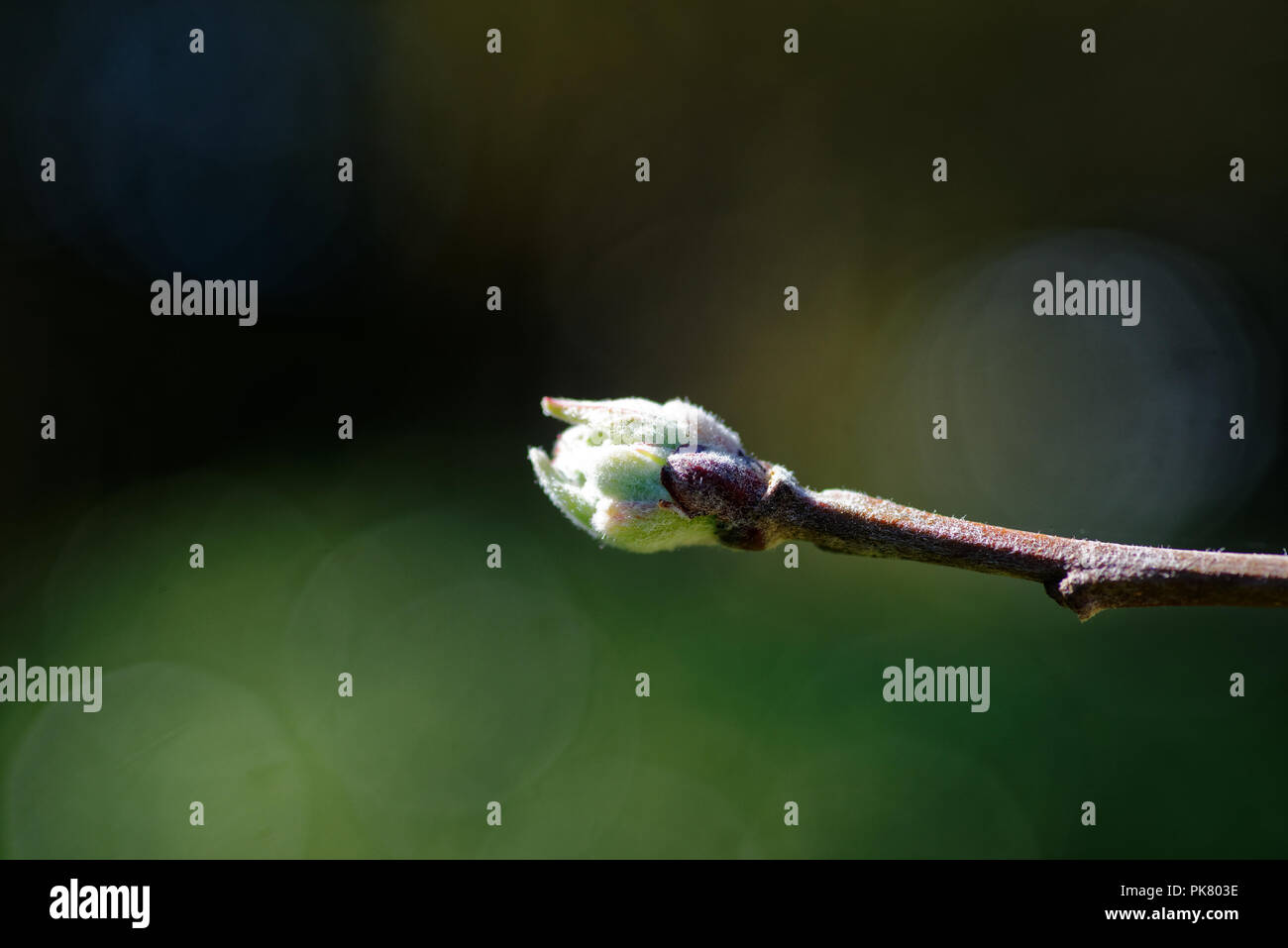 Un nuovo germoglio di rottura su un Ciliegio ornamentale tree Foto Stock