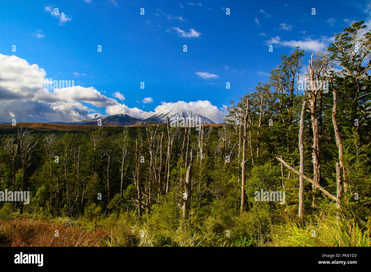 Bosco selvatico e cespugli di altopiano centrale del Parco Nazionale di Tongariro in Nuova Zelanda, verde di alberi e piante che crescono sul terreno vulcanico Foto Stock