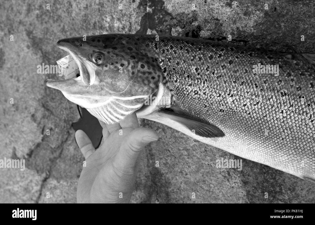 Mano che tiene un fresco salmone atlantico su una roccia Foto Stock