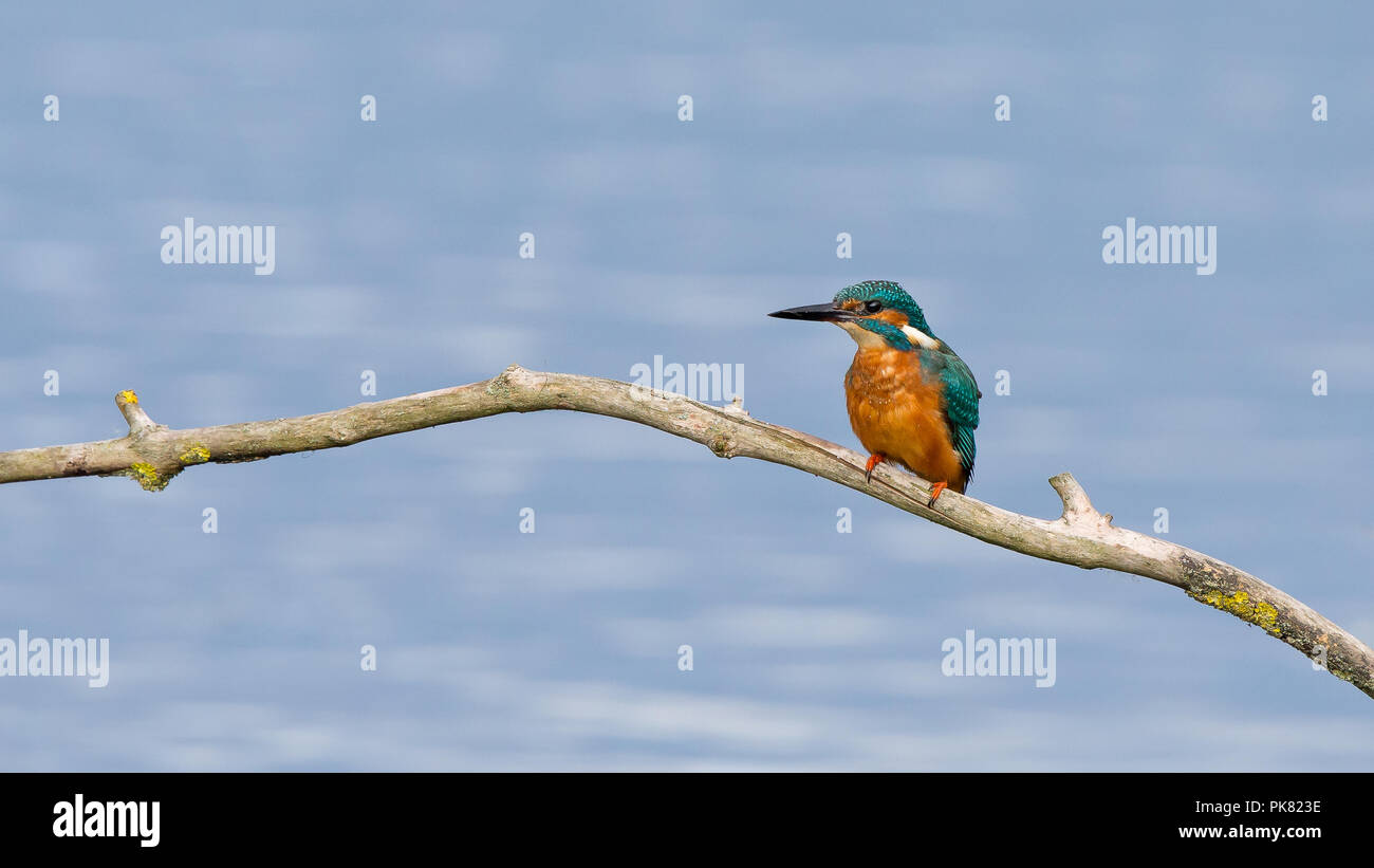 Vista frontale di un uccello selvatico, britannico comune Martin pescatore (Alcedo atthis) isolato, arroccato su ramificazione sopra l'acqua, habitat naturale del Regno Unito. Foto Stock