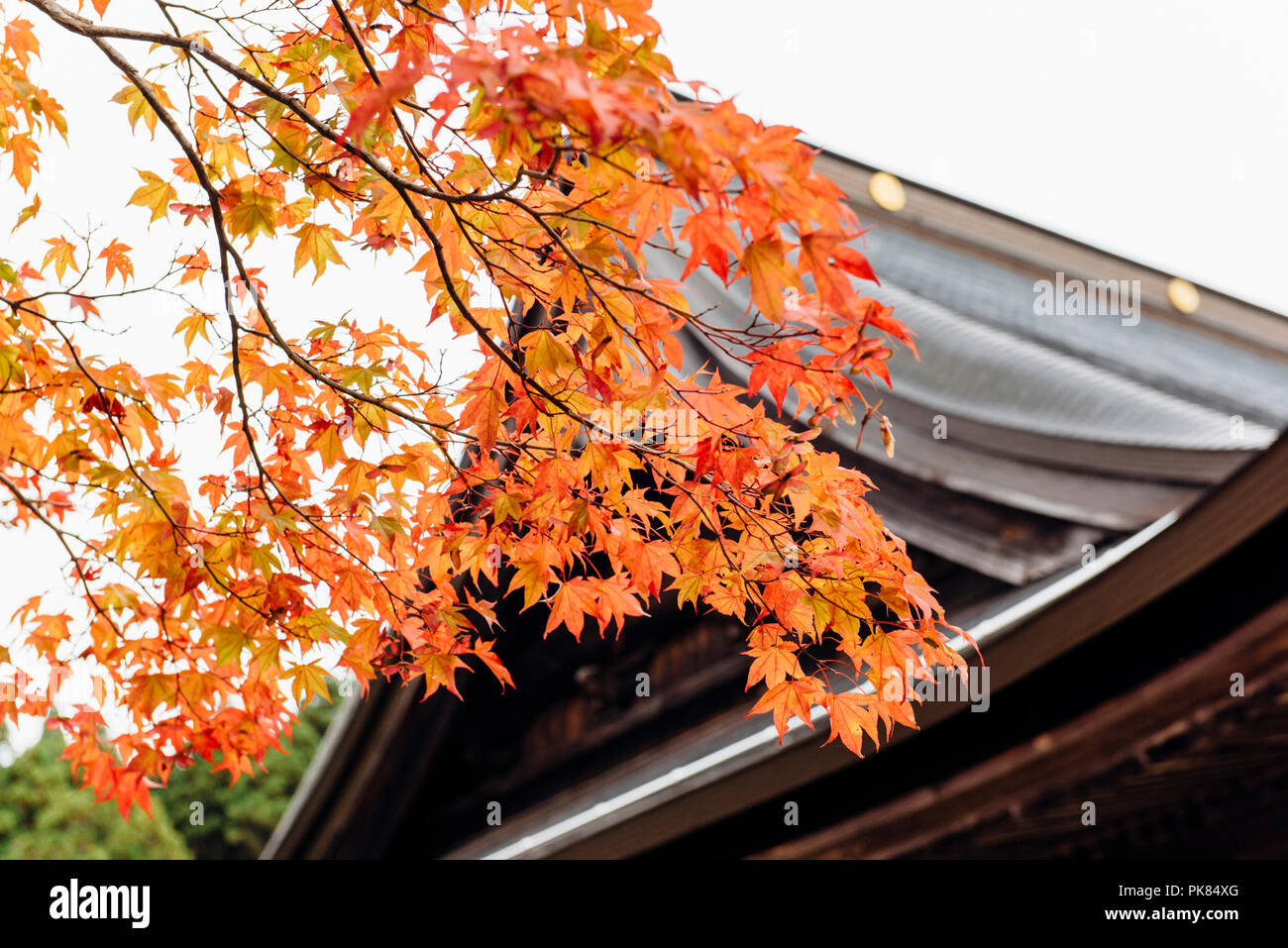 Caduta delle Foglie intorno a un tempio a Koyasan in Wakayama, Giappone. Foto Stock