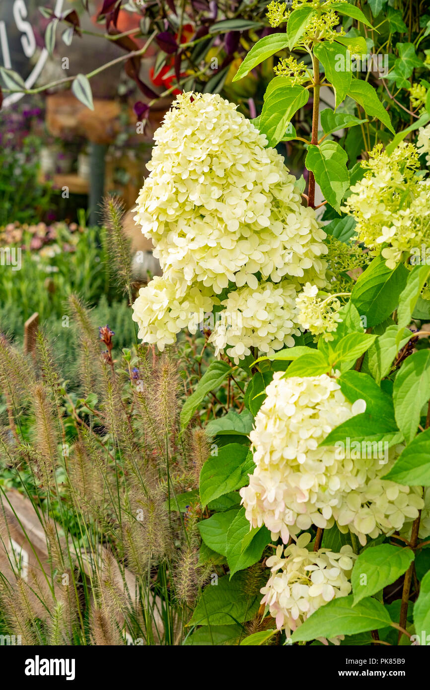 Piante da giardino Foto Stock