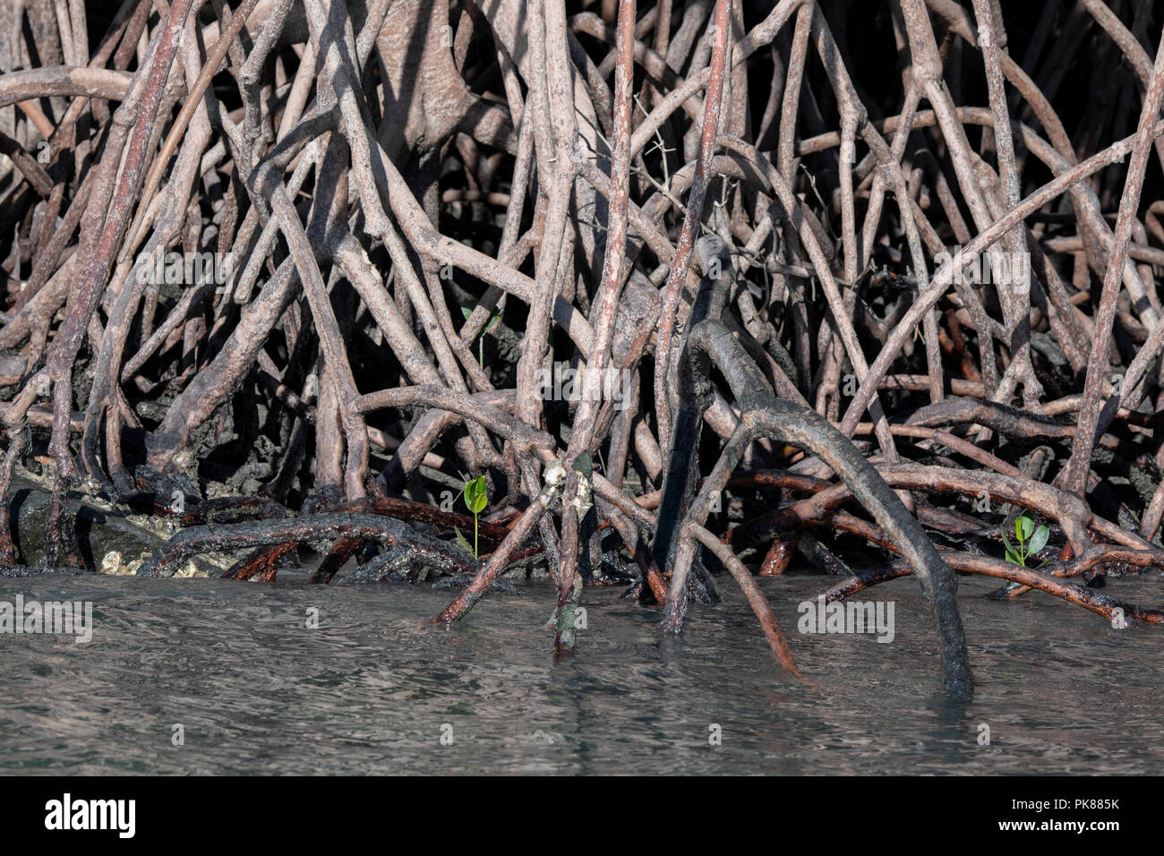 Australia, Western Australia Kimberley Costa, Hunter River, Porosus Creek. Rosso habitat di mangrovie (Rhizophora mangle) dettaglio del sistema di radice. Foto Stock