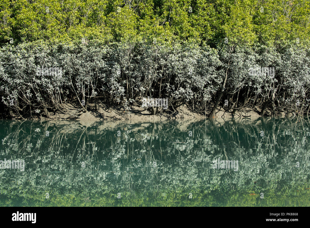 Australia, Western Australia Kimberley Costa, Hunter River, Porosus Creek. Rosso habitat di mangrovie (Rhizophora mangle) riflessione. Foto Stock