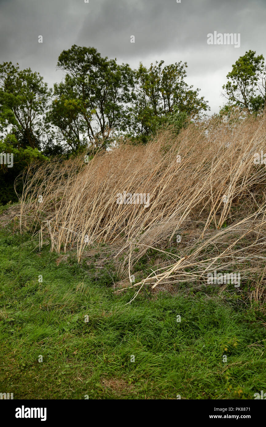 Vento bruciato reeds inclinazione a destra Foto Stock