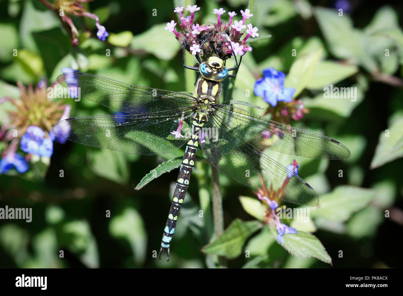 Maschio Hawker meridionale dragonfly poggiante su un gambo di fiore. Foto Stock