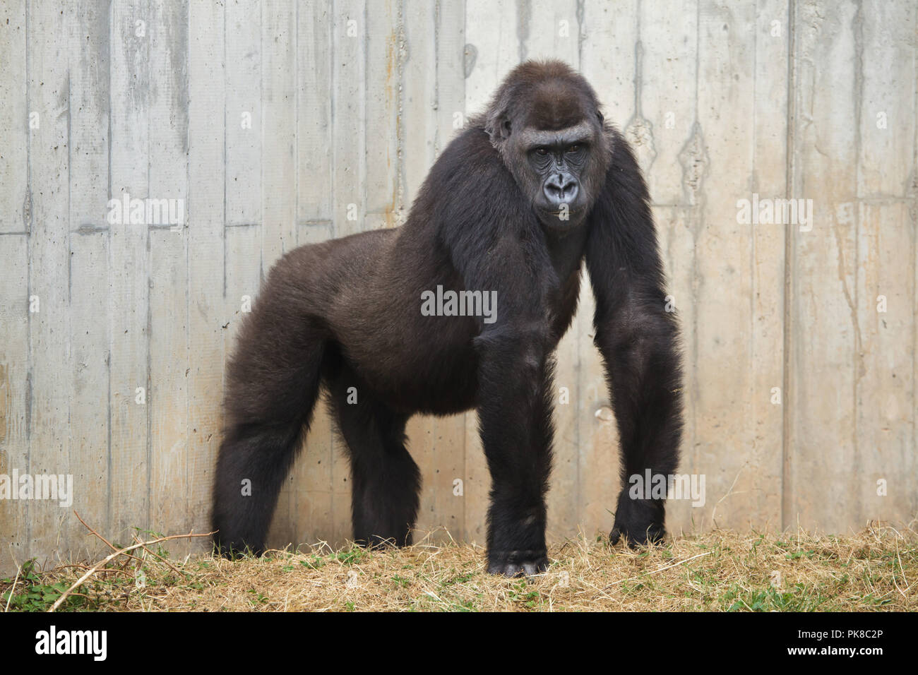 Pianura occidentale (gorilla Gorilla gorilla gorilla) presso lo Zoo di Heidelberg a Heidelberg, Baden-Württemberg, Germania. Foto Stock