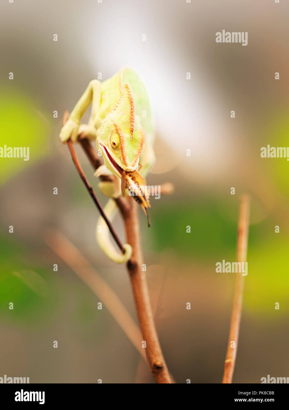 Cono-testa chameleon sul ramo di mangiare beetle - Chameleo calyptratus Foto Stock
