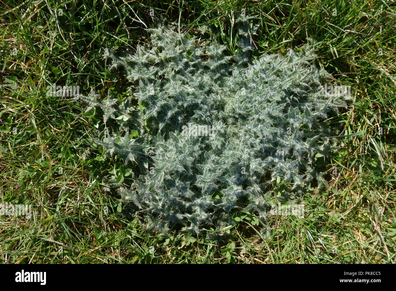 Dense foglie rosette di marsh thistle, Cirsium palustre, in erba dei pascoli, Berkshire, Aprile Foto Stock