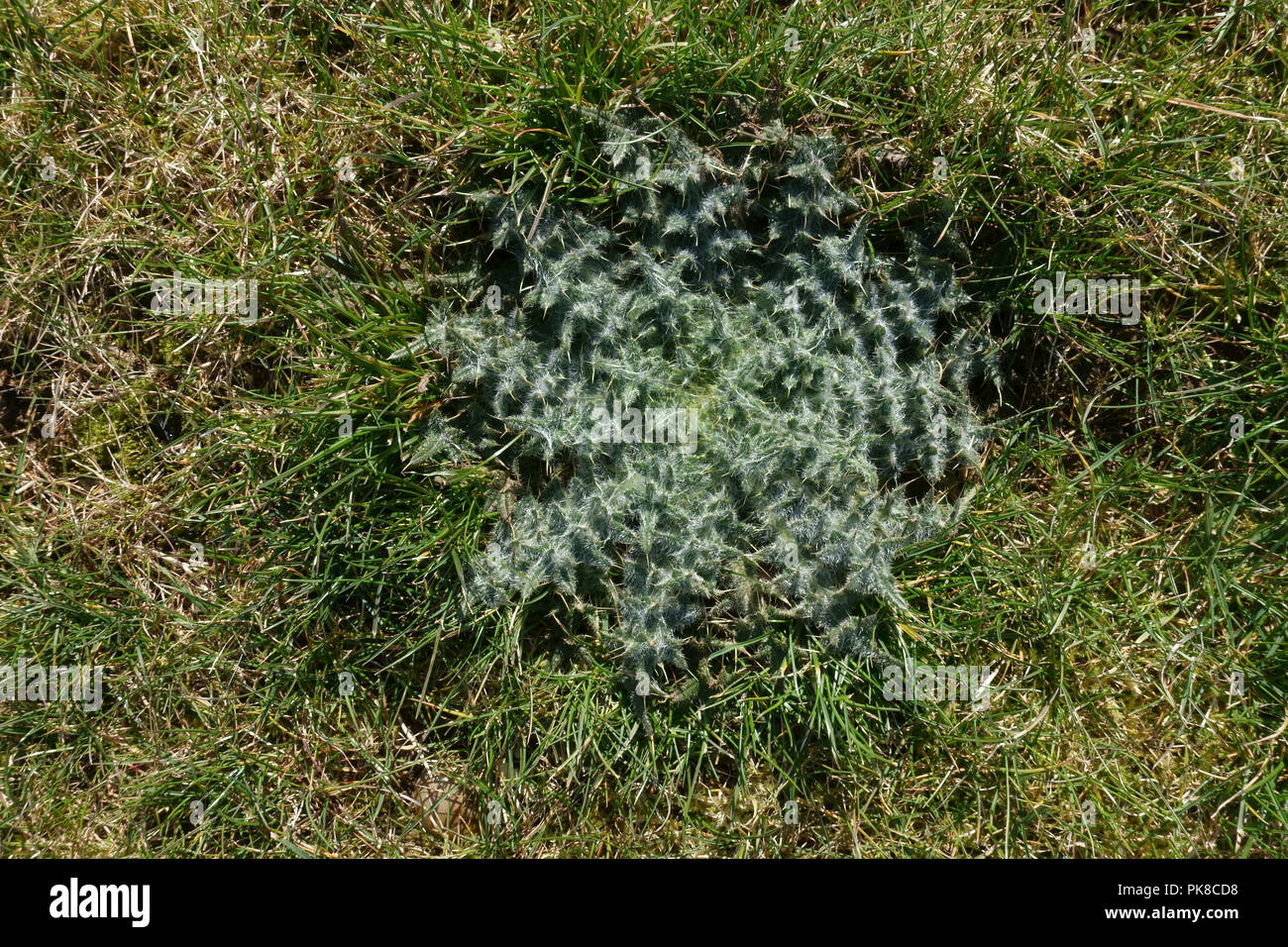 Dense foglie rosette di marsh thistle, Cirsium palustre, in erba dei pascoli, Berkshire, Aprile Foto Stock