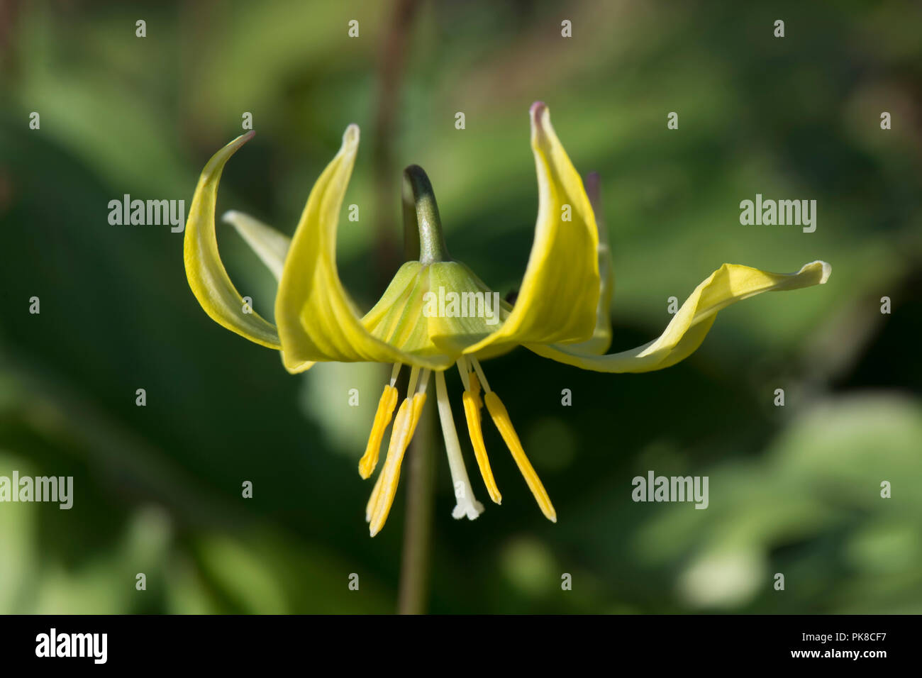 Erythronium "Pagoda' o del cane viola dentata, Erythronium tuolumnense, fiore con redurved petali gialli, Aprile Foto Stock