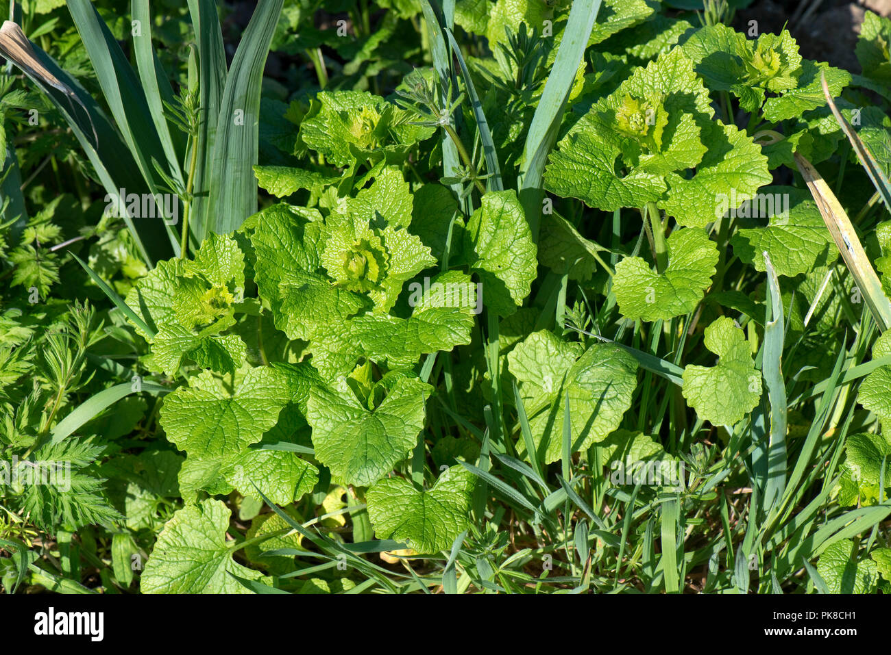 Jack-per-il-hedge, aglio senape, Alliaria petiolata e volontario di cereali, erbe in un giovane il porro raccolto, Aprile Foto Stock