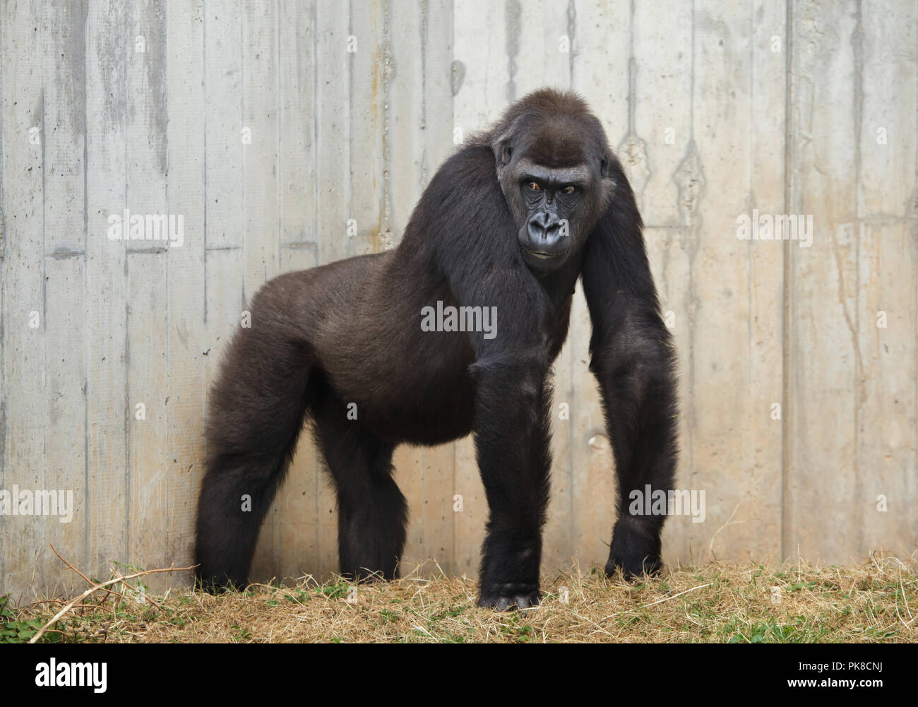 Pianura occidentale (gorilla Gorilla gorilla gorilla) presso lo Zoo di Heidelberg a Heidelberg, Baden-Württemberg, Germania. Foto Stock