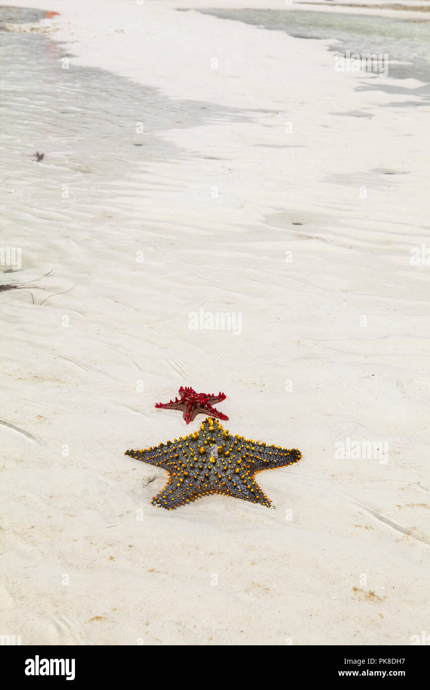 Una stella di mare in Galu beach, Kenya Foto Stock