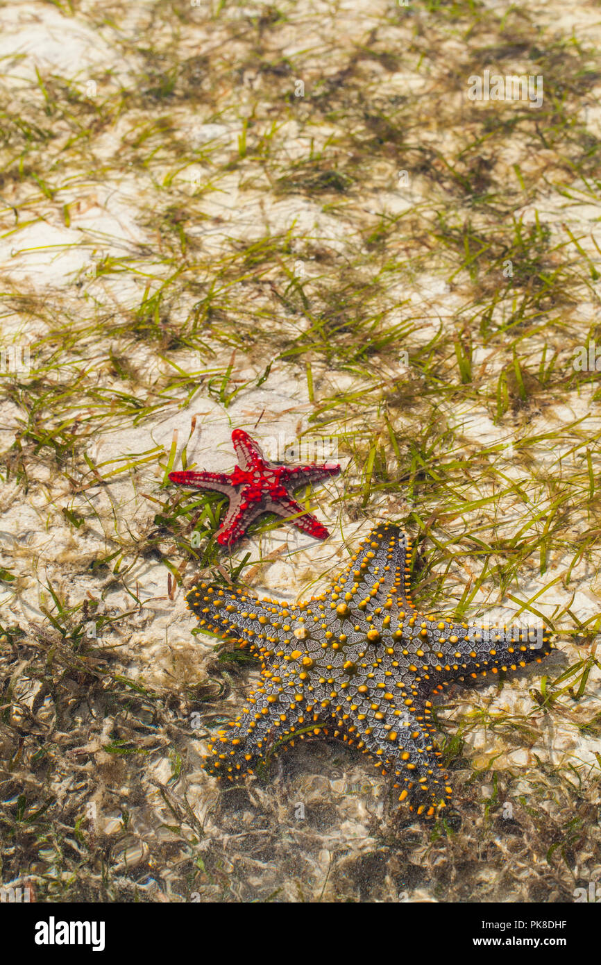 Una stella di mare in Galu beach, Kenya Foto Stock
