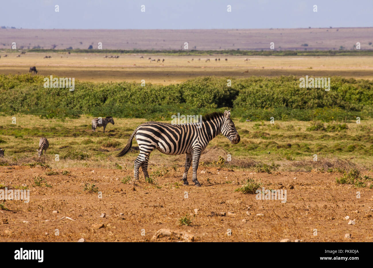 Zebre, wildebeests, chiamato anche gnus nel Parco di Amboseli, Kenya Foto Stock