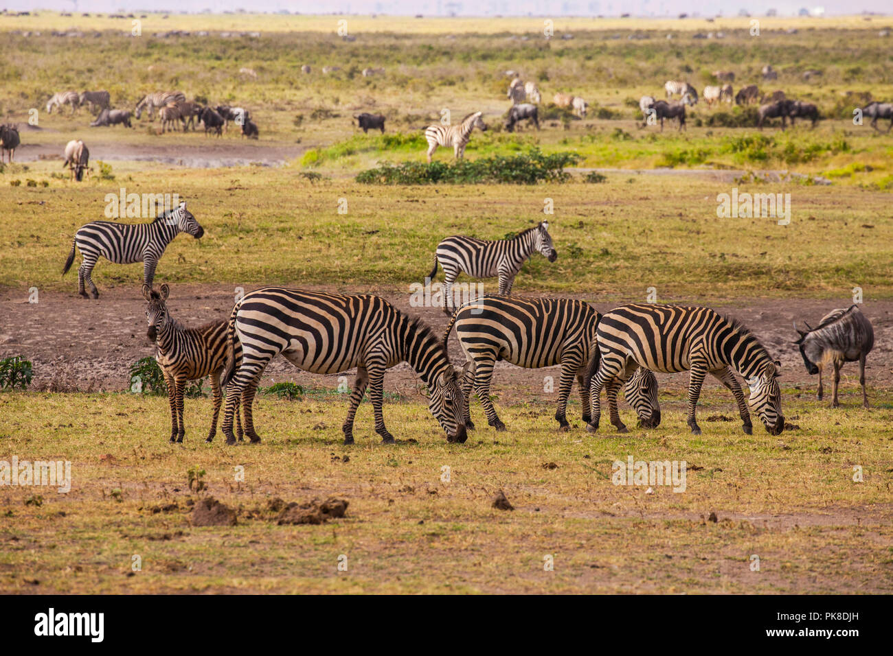 Zebre, wildebeests, chiamato anche gnus nel Parco di Amboseli, Kenya Foto Stock