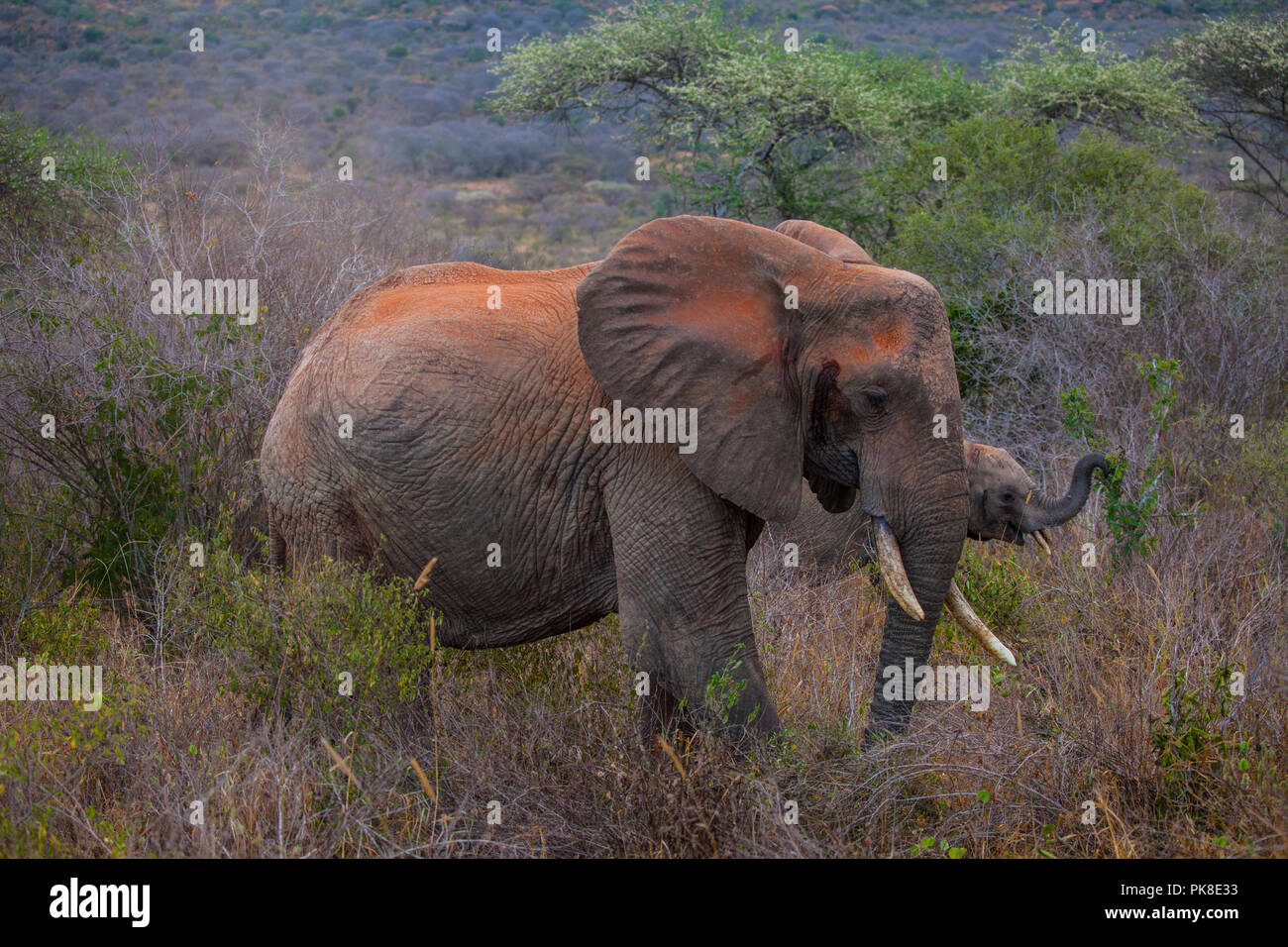 Gli elefanti di Tsavo National Park, Kenya Foto Stock