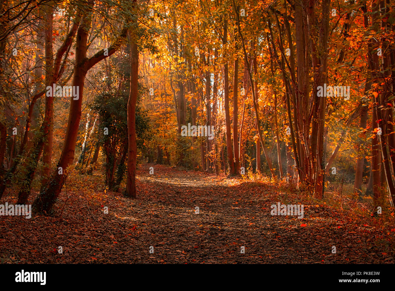 Una tranquilla passeggiata attraverso i boschi di Clare Country Park Foto Stock