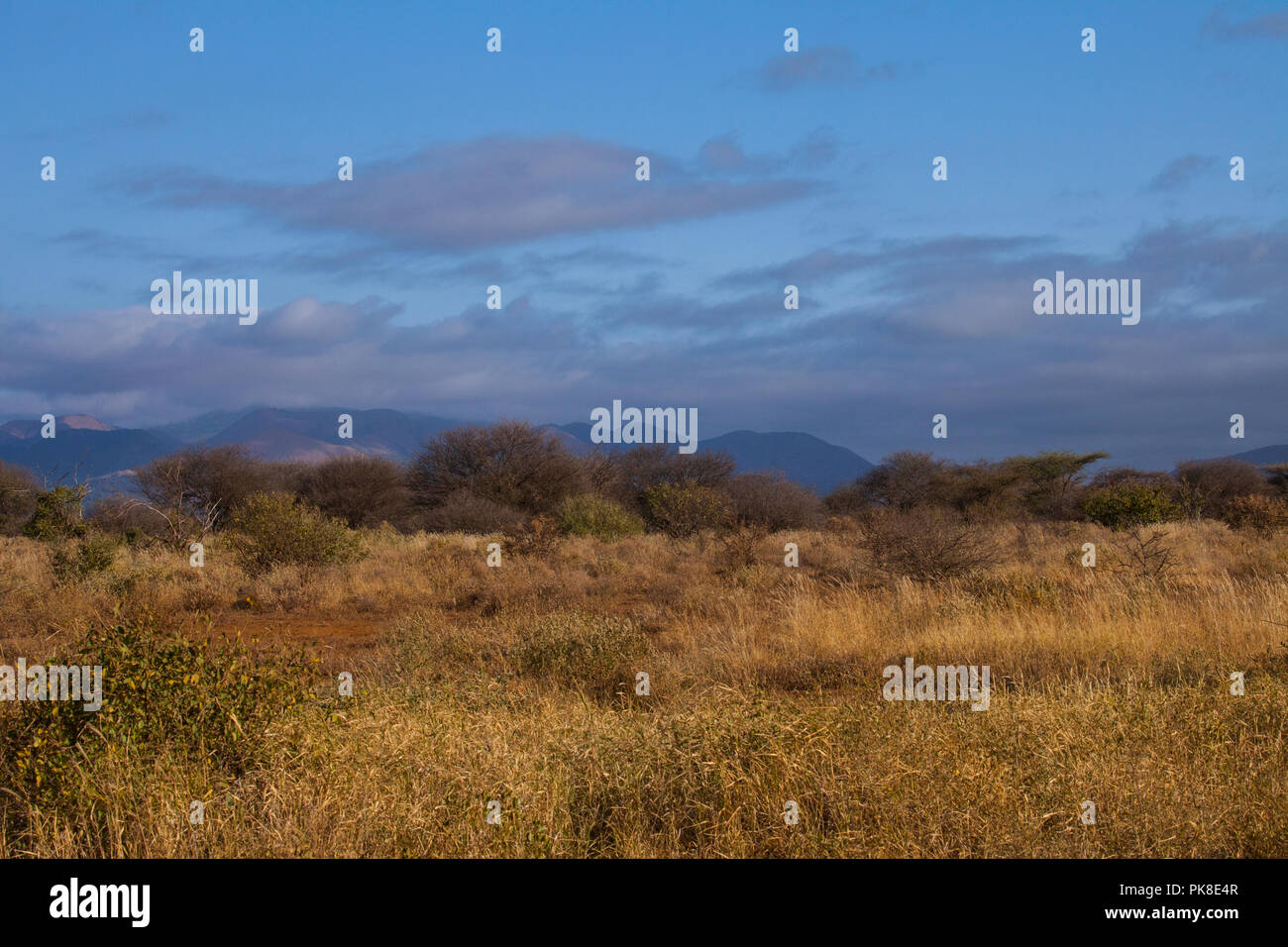 Tsavo West National Park in Kenya Foto Stock