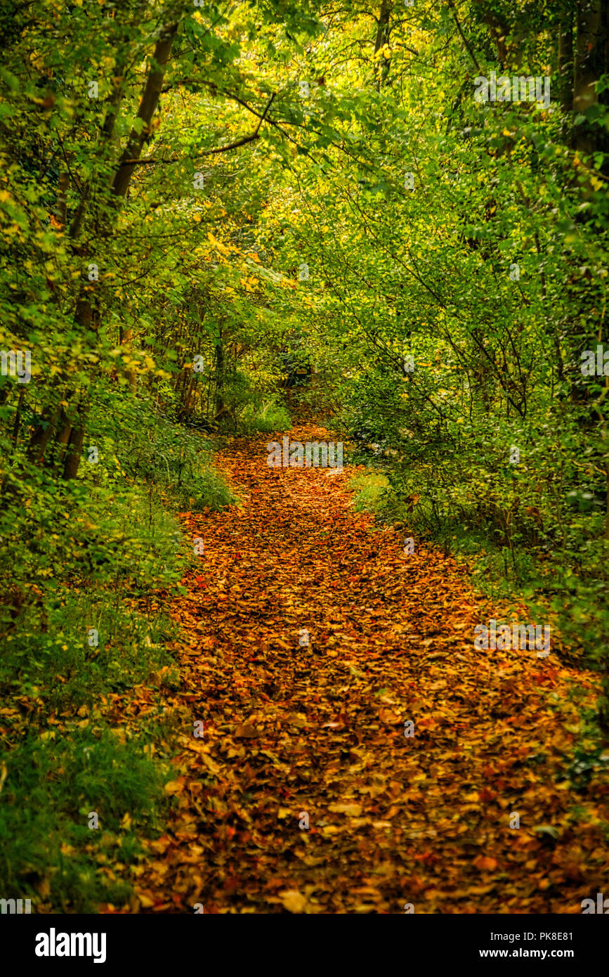 Una tranquilla passeggiata attraverso i boschi di Clare Country Park Foto Stock