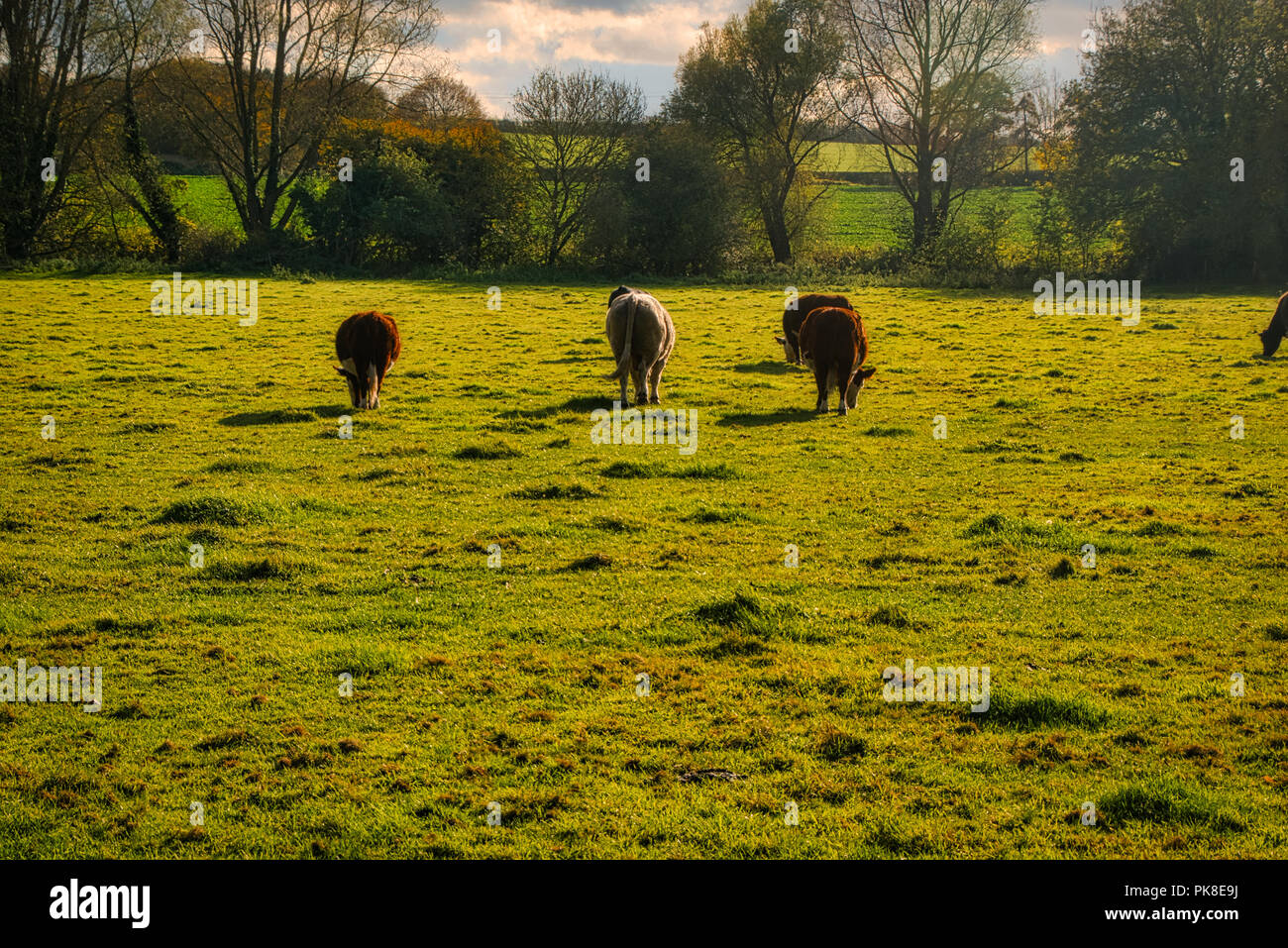 Il bestiame pascola in un pascolo nel sole del tardo pomeriggio Foto Stock