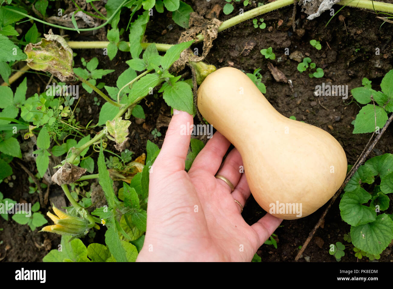 Honeynut squash, relativamente una nuova varietà di zucche invernali, crescendo in un orto. Foto Stock
