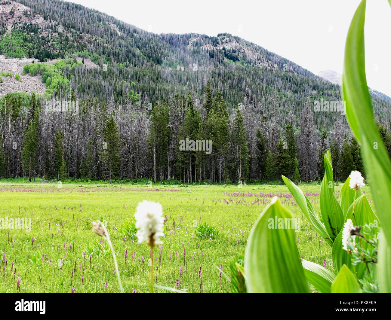 Pine colpite da coleotteri mortale Foto Stock