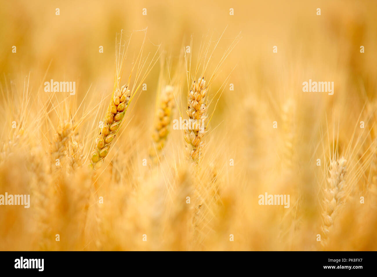 Il golden grano maturo nel campo Foto Stock