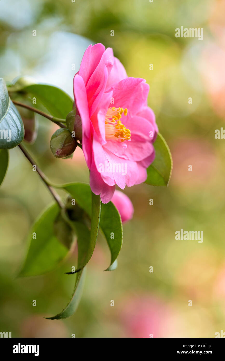 Close-up di rosa scuro fiori di Camellia 'ispirazione' (reticulata × saluenensis), camellia 'ispirazione' e Camellia × williamsii " ispirazione " Foto Stock