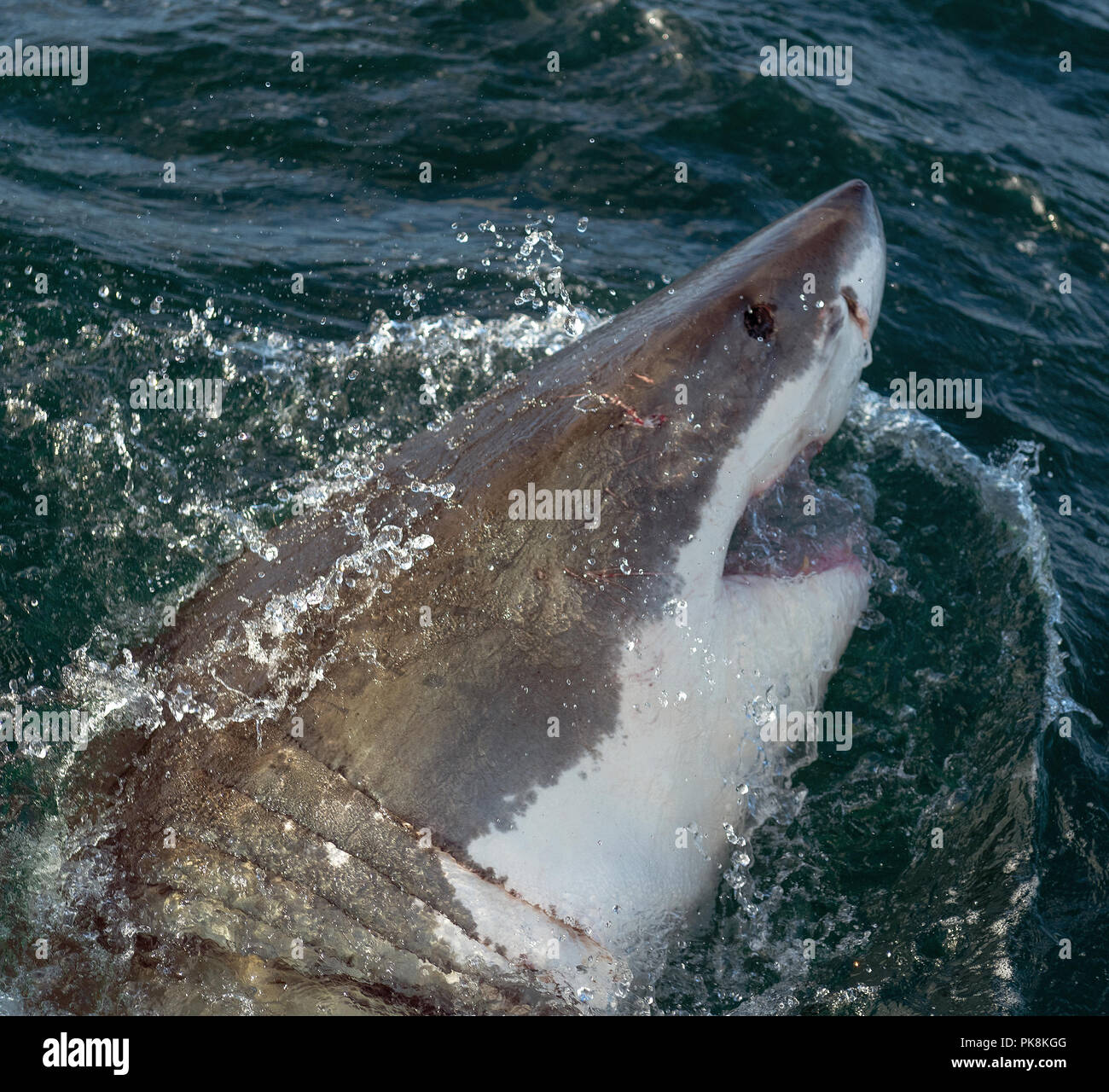 Il grande squalo bianco, Carcharodon carcharias, con la bocca aperta. Il grande squalo bianco (Carcharodon carcharias) in acqua oceanica un attacco. A caccia di un grande Wh Foto Stock