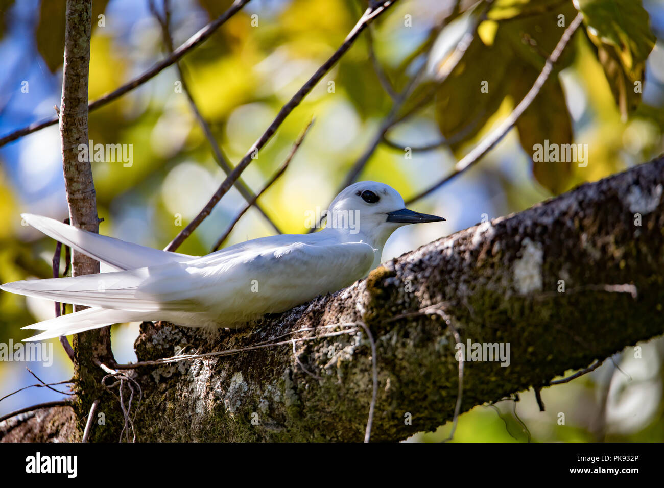 Un bianco tern, Gygis alba, nesting su un ramo di un grande albero su Makatea isola in Polinesia francese Foto Stock