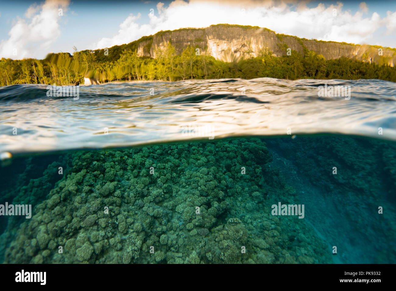 Un over sotto una foto che mostra il sano coral del genere Pocillopora nei fondali bassi di Makatea isola in Polinesia francese Foto Stock