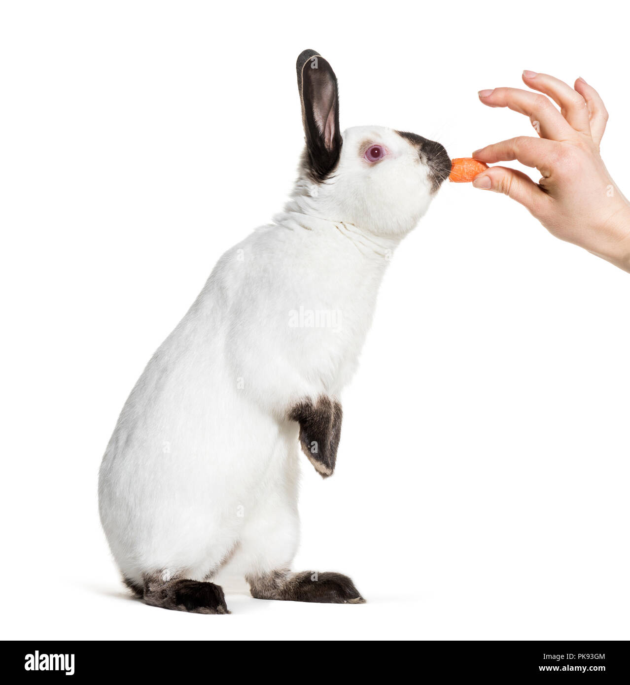 Russo permanente di coniglio contro uno sfondo bianco Foto Stock